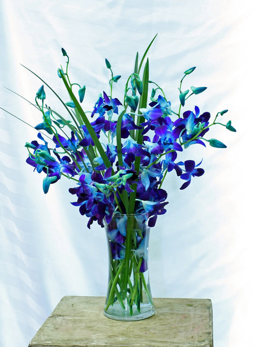 Blue Orchids in Vase